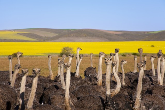 Group of ostriches along the Garden Route with yellow rapeseed fields in background, South Africa